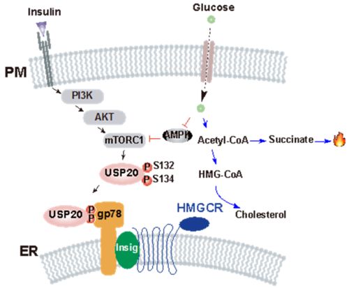 2020年代謝性疾病基礎(chǔ)研究與轉(zhuǎn)化醫(yī)學(xué)研究進(jìn)展盤點(diǎn)